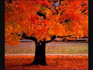 Vivaldi - Four Seasons